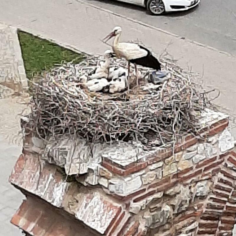 Wallabies Aquaduct Hotel Selçuk Bagian luar foto